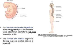 • The thoracic and sacral segments
maintain kyphotic postures found in
utero- attachment points for the rib cage
and pelvi...