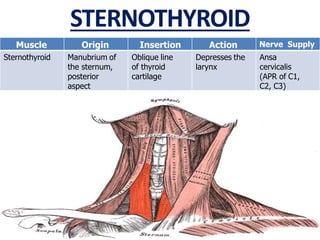STERNOTHYROID
Muscle Origin Insertion Action Nerve Supply
Sternothyroid Manubrium of
the sternum,
posterior
aspect
Oblique...