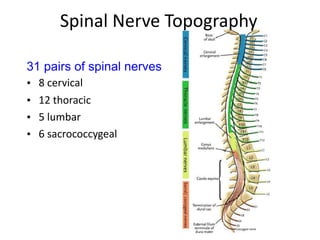 Spinal Nerve Topography
31 pairs of spinal nerves
• 8 cervical
• 12 thoracic
• 5 lumbar
• 6 sacrococcygeal
 