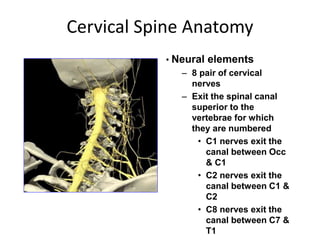Cervical Spine Anatomy
• Neural elements
– 8 pair of cervical
nerves
– Exit the spinal canal
superior to the
vertebrae for...