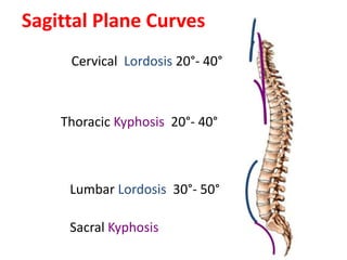 Sagittal Plane Curves
Cervical Lordosis 20°- 40°
Thoracic Kyphosis 20°- 40°
Lumbar Lordosis 30°- 50°
Sacral Kyphosis
 