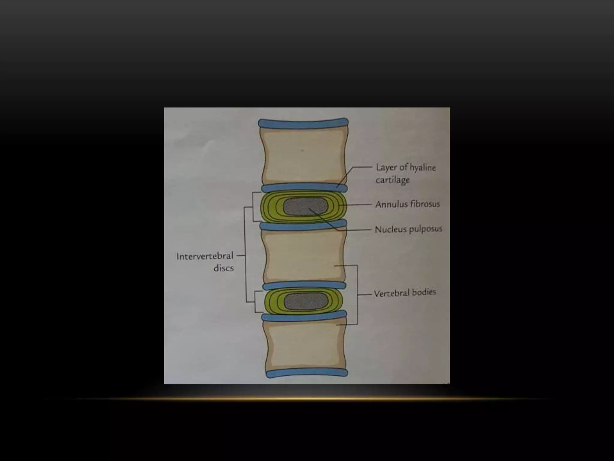 Anatomy of cervical spine | PPTX