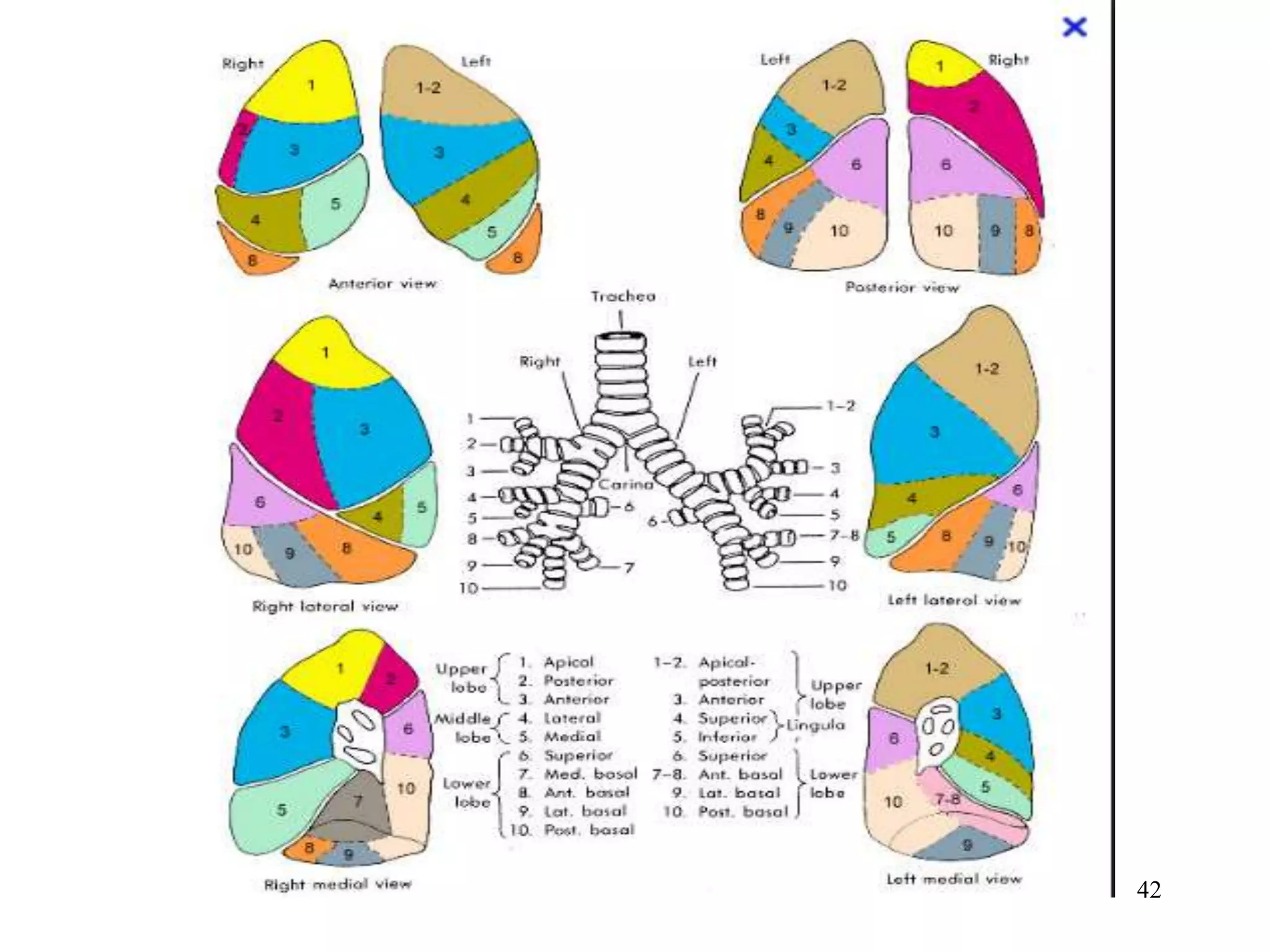 radiology anatomy of chest.ppt