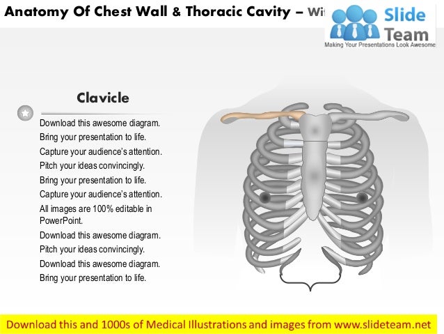 Anatomy of chest wall and thoracic cavity medical images for power po…