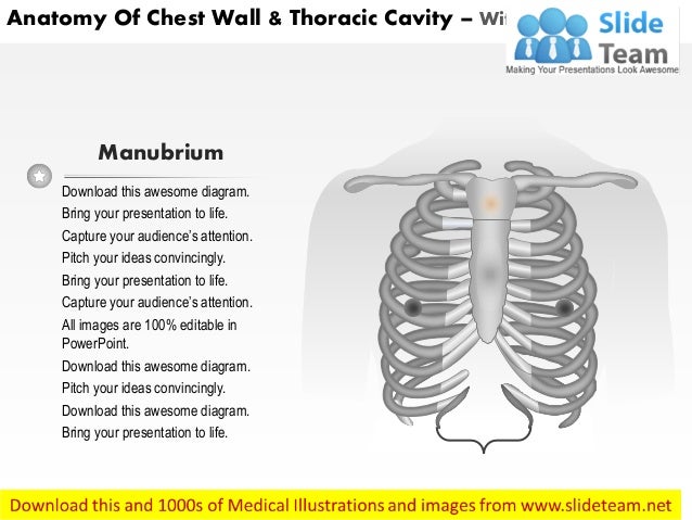 Anatomy of chest wall and thoracic cavity medical images for power po…