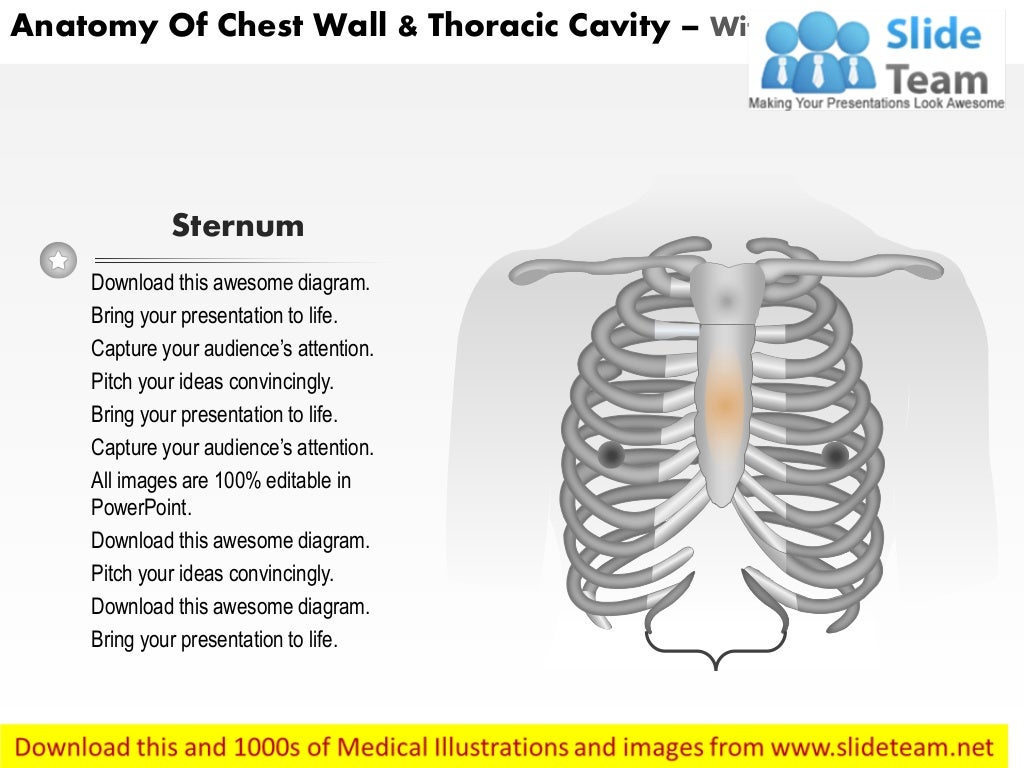 Anatomy of chest wall and thoracic cavity medical images for power po…