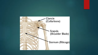 Scapula (Shoulder Blade) Anatomy – Earth's Lab