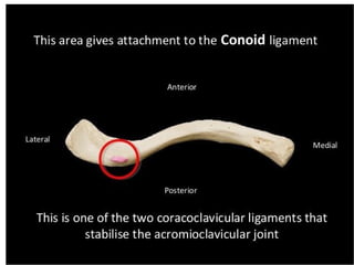 ANATOMY OF CLAVICLE PRESENTATION MUSCLES BONE MARKINGS | PPTX