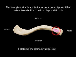 ANATOMY OF CLAVICLE PRESENTATION MUSCLES BONE MARKINGS | PPTX