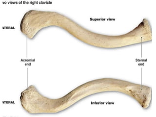 ANATOMY OF CLAVICLE PRESENTATION MUSCLES BONE MARKINGS | PPTX