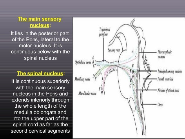 Anatomy of Cranial Nerves 5,7,8