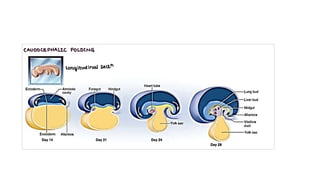 Anatomy of colon and rectum-Dr Mudassir Khan.pptx