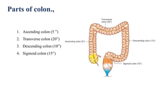 What Is Rst Colon Anatomy of colon and rectum-Dr Mudassir Khan.pptx