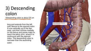 Anatomy of colon by Abdul wahab ahmed ppt | PDF