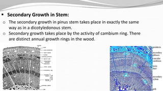  Secondary Growth in Stem:
o The secondary growth in pinus stem takes place in exactly the same
way as in a dicotyledonous stem.
o Secondary growth takes place by the activity of cambium ring. There
are distinct annual growth rings in the wood.
 