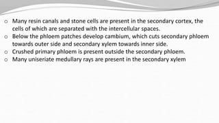 o Many resin canals and stone cells are present in the secondary cortex, the
cells of which are separated with the intercellular spaces.
o Below the phloem patches develop cambium, which cuts secondary phloem
towards outer side and secondary xylem towards inner side.
o Crushed primary phloem is present outside the secondary phloem.
o Many uniseriate medullary rays are present in the secondary xylem
 