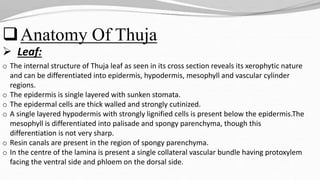 Anatomy Of Thuja
 Leaf:
o The internal structure of Thuja leaf as seen in its cross section reveals its xerophytic nature
and can be differentiated into epidermis, hypodermis, mesophyll and vascular cylinder
regions.
o The epidermis is single layered with sunken stomata.
o The epidermal cells are thick walled and strongly cutinized.
o A single layered hypodermis with strongly lignified cells is present below the epidermis.The
mesophyll is differentiated into palisade and spongy parenchyma, though this
differentiation is not very sharp.
o Resin canals are present in the region of spongy parenchyma.
o In the centre of the lamina is present a single collateral vascular bundle having protoxylem
facing the ventral side and phloem on the dorsal side.
 