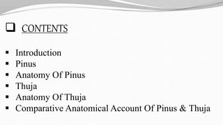  CONTENTS
 Introduction
 Pinus
 Anatomy Of Pinus
 Thuja
 Anatomy Of Thuja
 Comparative Anatomical Account Of Pinus & Thuja
 