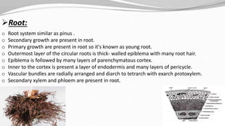 o Root system similar as pinus .
o Secondary growth are present in root.
o Primary growth are present in root so it's known as young root.
o Outermost layer of the circular roots is thick- walled epiblema with many root hair.
o Epiblema is followed by many layers of parenchymatous cortex.
o Inner to the cortex is present a layer of endodermis and many layers of pericycle.
o Vascular bundles are radially arranged and diarch to tetrarch with exarch protoxylem.
o Secondary xylem and phloem are present in root.
Root:
 