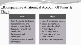 Comparative Anatomical Account Of Pinus &
Thuja
Pinus
• Scaly & needle like leaves.
• Vessel elements are
absent in xylem(leaf).
• Secondary growth well
developed.
• Resin canal well
developed.
• Sunken stomata are well
developed.
Thuja
• Large & composed leaves.
• Vessel elements are
absent in xylem(leaf).
• Primary type of
Secondary growth.
• Primary type of resin
canal present.
• Sunken stomata present.
 