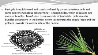 o Pericycle is multilayered and consists of mainly parenchymatous cells and
some sclerenchymatous cells forming T-shaped girder, which separates two
vascular bundles. Transfusion tissue consists of tracheidial cells.vascular
bundles are present in the centre. Xylem lies towards the angular side and the
phloem towards the convex side of the needle.
 