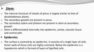  Stem:
o The internal structure of shoots of pinus is largely similar to that of
dicotyledonous plants.
o The secondary growth are present in pinus.
o The secondary xylem and phloem are present in stem at secondary
growth
o Stem is differentiated internally into epidermis, cortex, vascular tissue
and central pith.
 Epidermis:
o The surface is covered by an epidermis. It consists of a single layer of cells.
Outer walls of these cells are highly cutinized. Below the epidermis is a
hypodermis which is formed of layers of lignified cells.
 