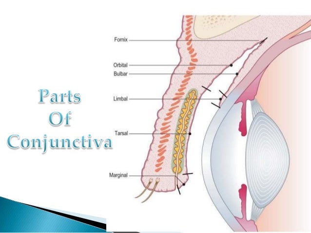 conjunctiva