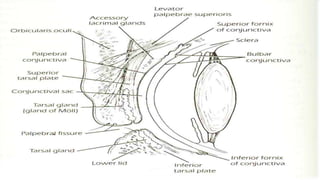 ANATOMY OF CONJUNCTIVA.pptx