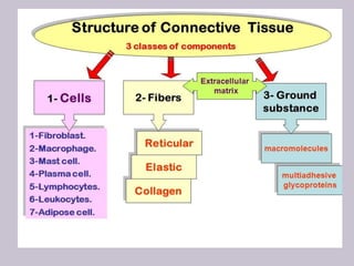 Anatomy of connective tissue by sk.. | PPTX