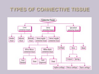 Connective Tissue Flow Chart Anatomy