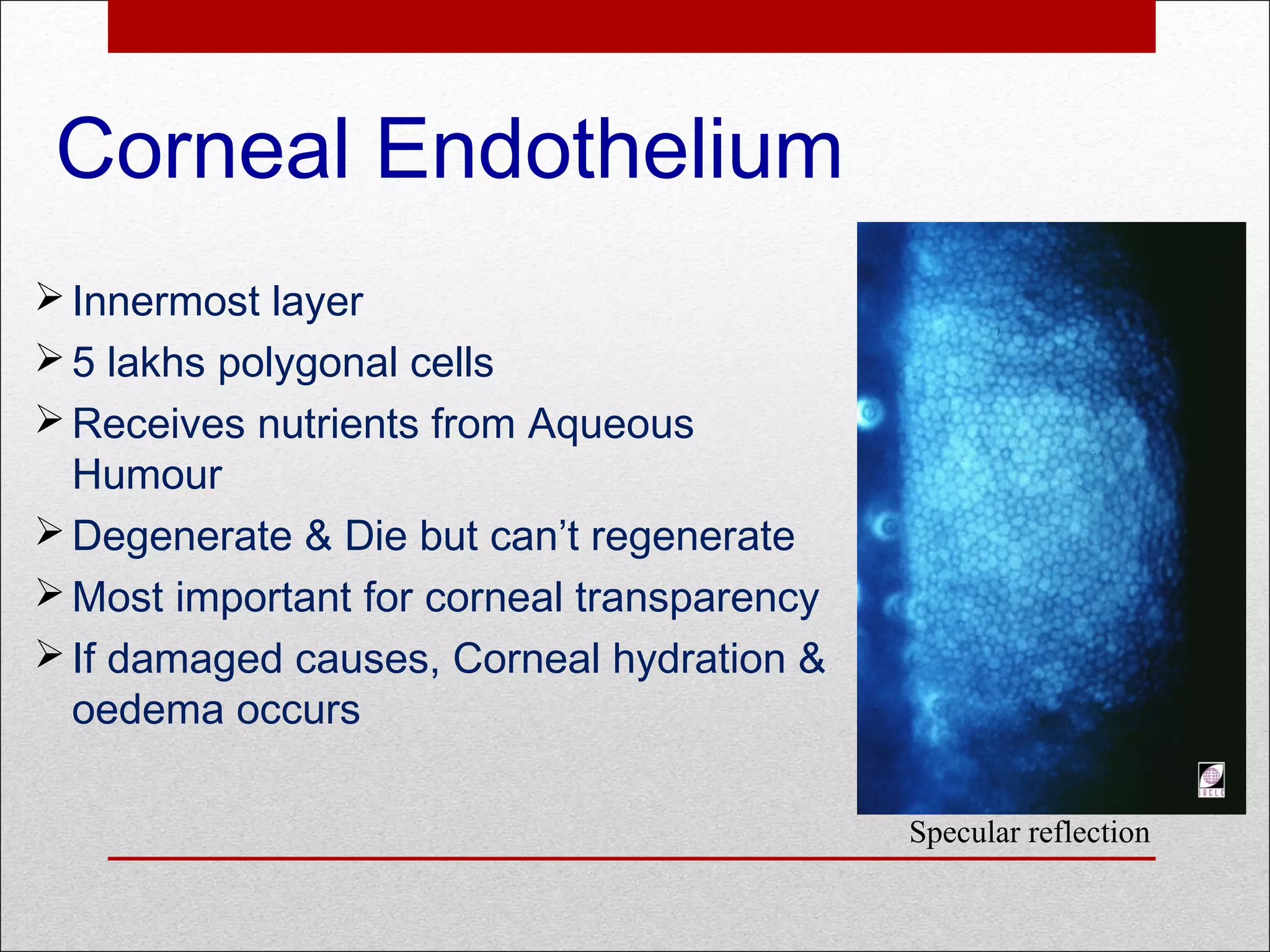 Corneal Endothelium
Innermost layer
5 lakhs polygonal cells
Receives nutrients from Aqueous
Humour
Degenerate & Die but can’t regenerate
Most important for corneal transparency
If damaged causes, Corneal hydration &
oedema occurs
Specular reflection
 