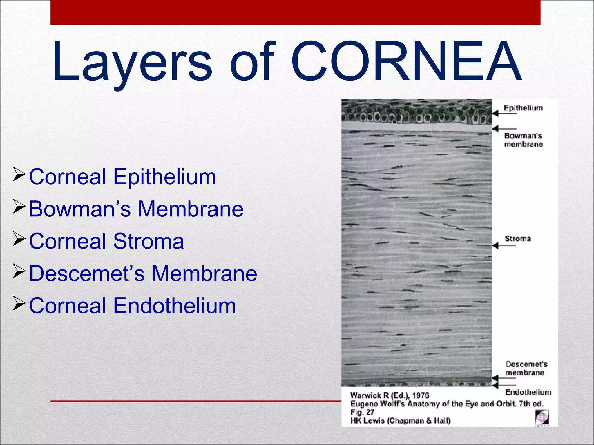 Layers of CORNEA
Corneal Epithelium
Bowman’s Membrane
Corneal Stroma
Descemet’s Membrane
Corneal Endothelium
 
