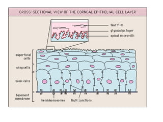 ANATOMY OF CORNEA AND LIMBUS....new.pptx