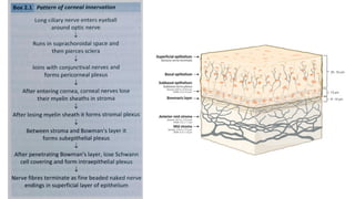 ANATOMY OF CORNEA AND CORNEAL DEGENERATIONS FINal.pptx
