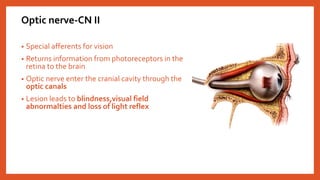 Anatomy of cranial nerves ani | PPTX