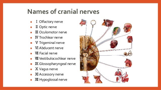 Anatomy of cranial nerves ani