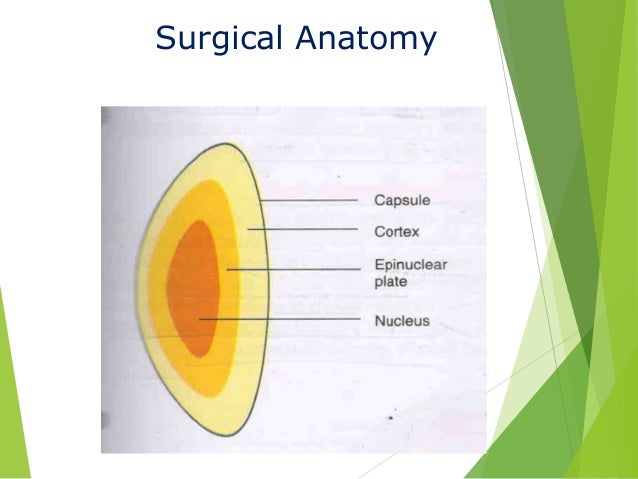 Anatomy of crystalline lens by Dr. Aayush Tandon