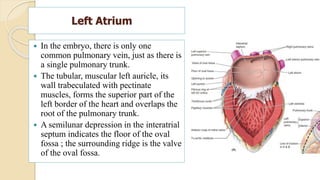 Pectinate Ridges Anatomy of CVS.pptx