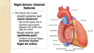 Pectinate Ridges Anatomy of CVS.pptx