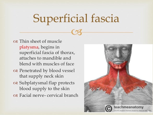 SURGICAL ANATOMY OF DEEP NECK SPACES