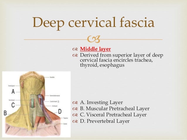 SURGICAL ANATOMY OF DEEP NECK SPACES