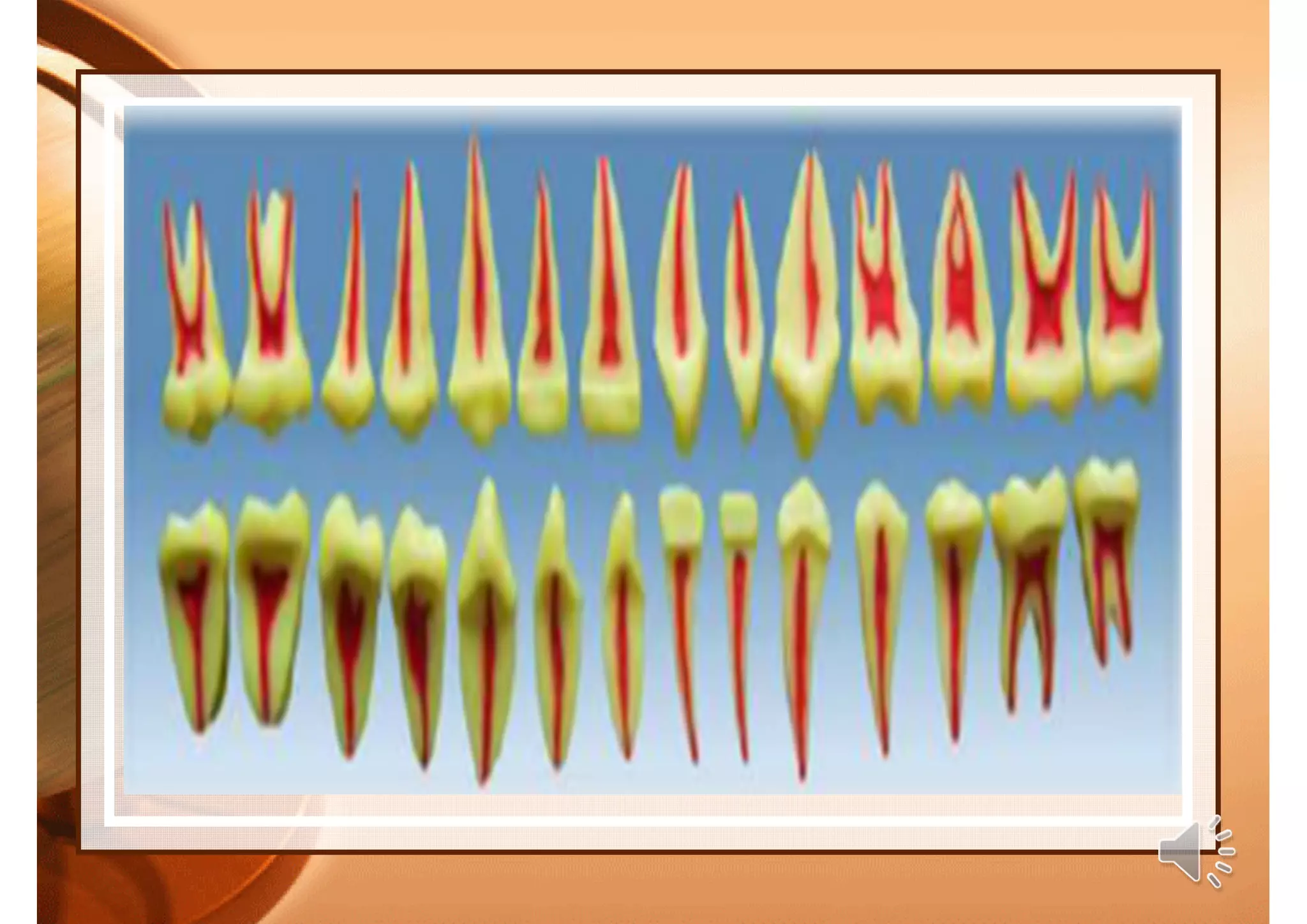 Anatomy of dental pulp.pdf