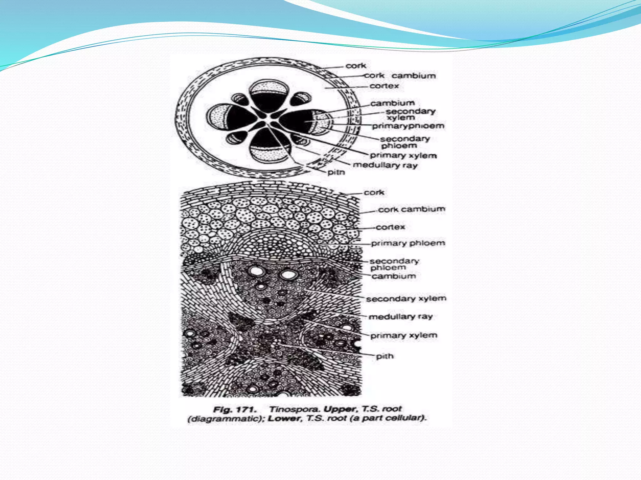 Anatomy of Dicot and monocot Root.pptx
