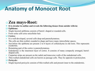 Anatomy of Monocot Root
oZea mays-Root:
 It is circular in outline and reveals the following tissues from outside with-in:
 Epiblema:
 Single-layered epiblema consists of barrel- shaped or rounded cells.
 From some cells arise unicellular hair.
 Cortex:
 It is well-developed, several cells deep and parenchymatous.
 The cells are thin-walled, rounded in shape and leave many intercellular spaces.
 Just below the epiblema are present 2 to 6 layers of collenchyma in old roots. This represents
exodermis.
 Remaining part of the cortex is parenchymatous.
 Endodermis is the innermost layer of cortex. It consists of many compactly arranged, barrel-
shaped cells.
 Casparian strips are present on the radial and transverse walls of the endodermal cells.
 Thin-walled endodermal cells are known as passage cells. They lie opposite to protoxylem.
 Pericycle:
 Single-layered pericycle consists of thin-walled cells and present inner to the endodermis.
 