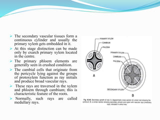  The secondary vascular tissues form a
continuous cylinder and usually the
primary xylem gets embedded in it.
 At this stage distinction can be made
only by exarch primary xylem located
in the centre.
 The primary phloem elements are
generally seen in crushed condition.
 The cambial cells that originate from
the pericycle lying against the groups
of protoxylem function as ray initials
and produce broad vascular rays.
 These rays are traversed in the xylem
and phloem through cambium; this is
characteristic feature of the roots.
 Normally, such rays are called
medullary rays.
 