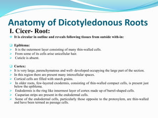 Anatomy of Dicotyledonous Roots
I. Cicer- Root:
 It is circular in outline and reveals following tissues from outside with-in:
 Epiblema:
 It is the outermost layer consisting of many thin-walled cells.
 From some of its cells arise unicellular hair.
 Cuticle is absent.
 Cortex:
 It is very large, parenchymatous and well- developed occupying the large part of the section.
 In this region there are present many intercellular spaces.
 Cortical cells are filled with starch grains.
 In older roots, few-layered exodermis, consisting of thin-walled compact cells, is present just
below the epiblema.
 Endodermis is the ring like innermost layer of cortex made up of barrel-shaped cells.
 Casparian strips are present in the endodermal cells.
 Some of the endodermal cells, particularly those opposite to the protoxylem, are thin-walled
and have been termed as passage cells.
 