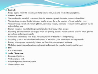  Pericycle:
 Single-layered pericycle, consisting of barrel-shaped cells, is clearly observed in young roots.
 Vascular System:
 Vascular bundles are radial, exarch and show the secondary growth due to the presence of cambium.
 Vascular tissue remains divided into many smaller groups due to the presence of broad medullary rays.
 Vascular tissue consists of primary phloem, secondary phloem, cambium, secondary xylem, primary xylem
and medullary rays.
 Primary phloem is crushed and is present alternate with primary xylem groups.
 Secondary phloem cambium developed below the primary phloem. Phloem consists of sieve tubes, phloem
parenchyma and companion cells.
 Cambium is one to many cells-thick, wavy and present in the form of a complete ring.
 Secondary xylem is well-developed and consists of tracheids, xylem parenchyma and large vessels.
 Primary xylem groups are centrally located and face their groups towards periphery.
 Medullary rays are parenchymatous, multiseriate and separate the vascular tissue in small groups.
 Pith:
 It is ill-developed.
 Aerial Characters:
 Presence of lenticels.
 Well-developed cork.
 Chlorenchymatous secondary cortex.
 Absence of root hair.
 