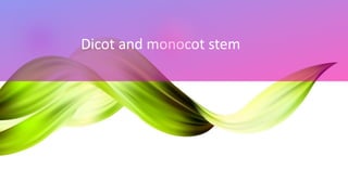 Dicot and monocot stem
 