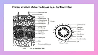 Primary structure of dicotyledonous stem - Sunflower stem
 