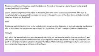 The innermost layer of the cortex is called endodermis. The cells of this layer are barrel shaped and arranged
compactly without intercellular
spaces. Since starch grains are abundant in these cells, this layer is also known as starch sheath. This layer is
morphologically homologous to the endodermis found in the root. In most of the dicot stems, endodermis with
casparian strips is not developed.
Stele
The central part of the stem inner to the endodermis is known as stele. It consists of pericycle, vascular bundles and
pith. In dicot stem, vascular bundles are arranged in a ring around the pith. This type of stele is called eustele.
Pericycle
Pericycle is the layers of cells that occur between the endodermis and vascular bundles. In the stem of sunflower
(Helianthus), a few layers of sclerenchyma cells occur in patches outside the phloem in each vascular bundle. This
patch of sclerenchyma cells is called bundle cap or hard bast. The bundle caps and the parenchyma cells between
them constitute the pericycle in the stem of sunflower.
 